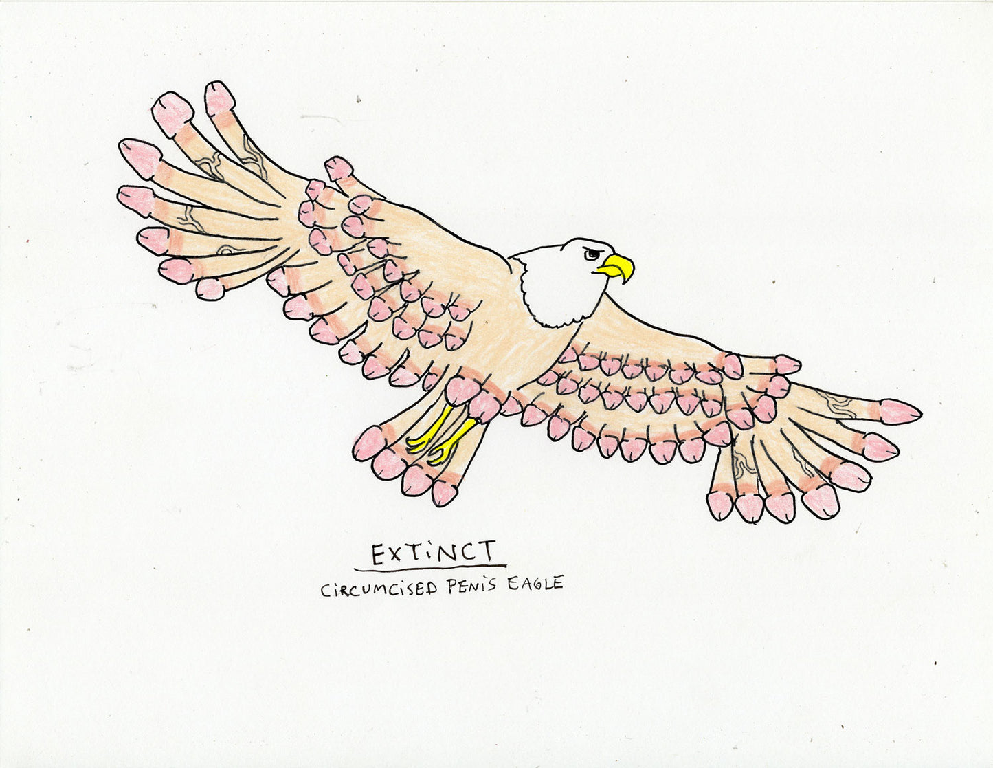 EXTINCT: CIRCUMCISED PENIS EAGLE
