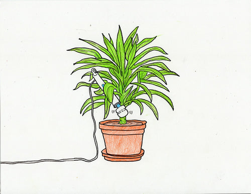 PLANT