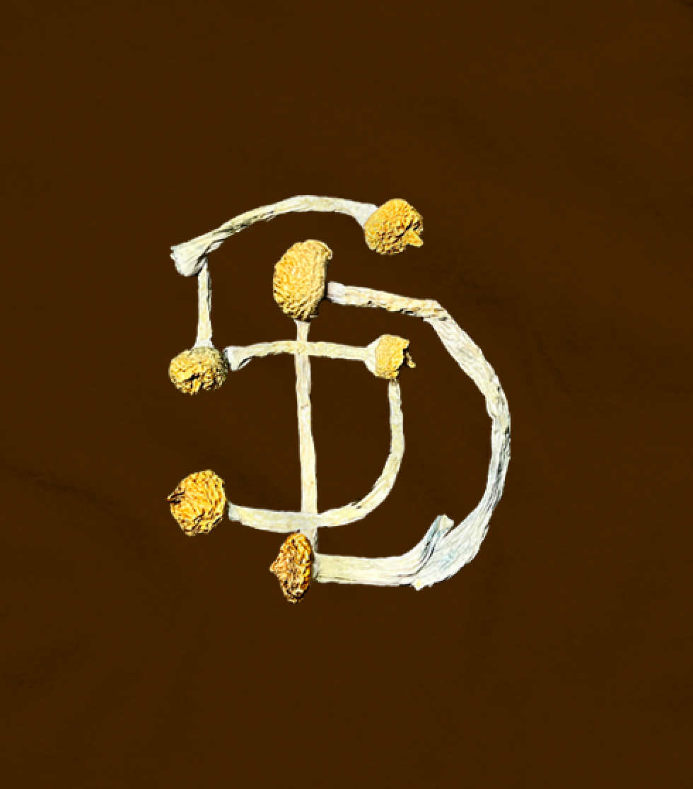 SD Tee (BROWN)