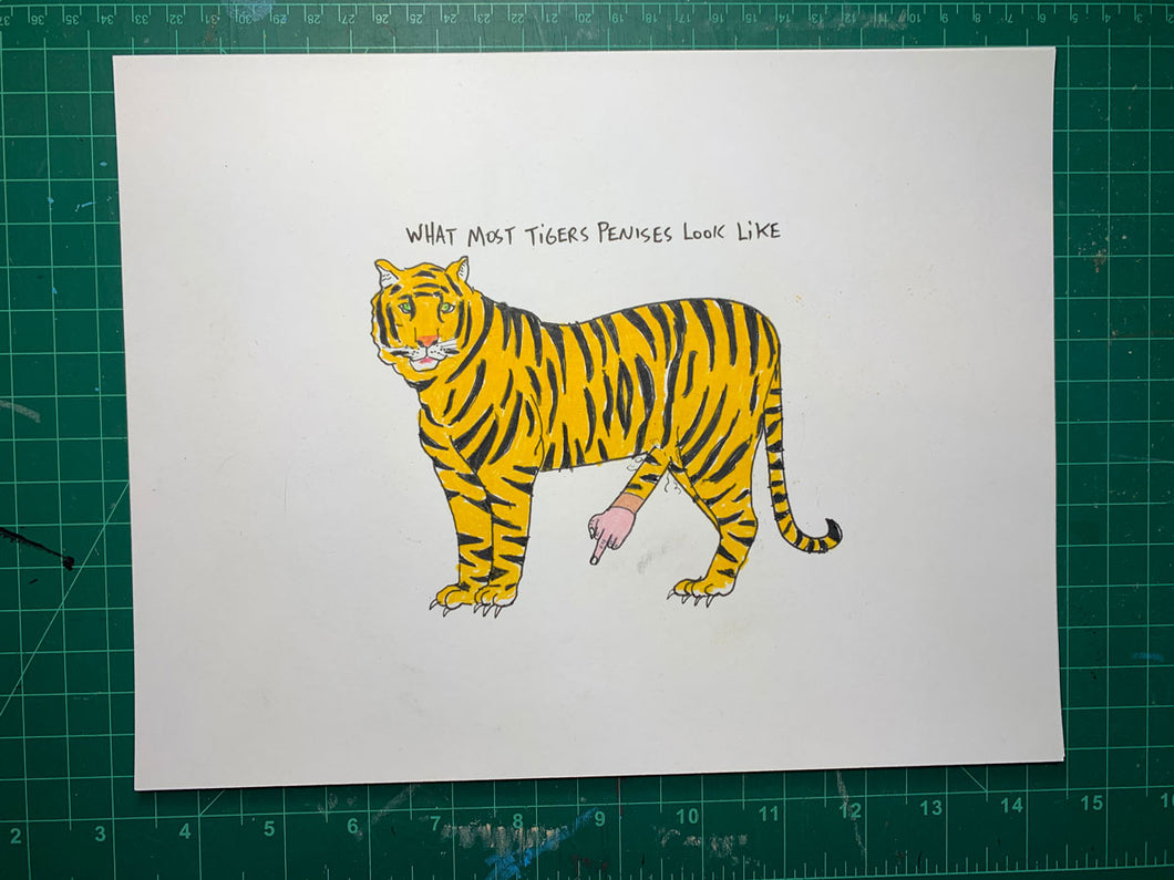 WHAT MOST TIGERS PENISES LOOK LIKE Original Drawing