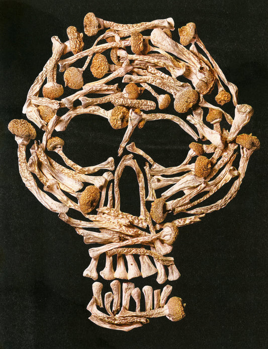 PSILOCKULL PRINT SIGNED (11"x14")
